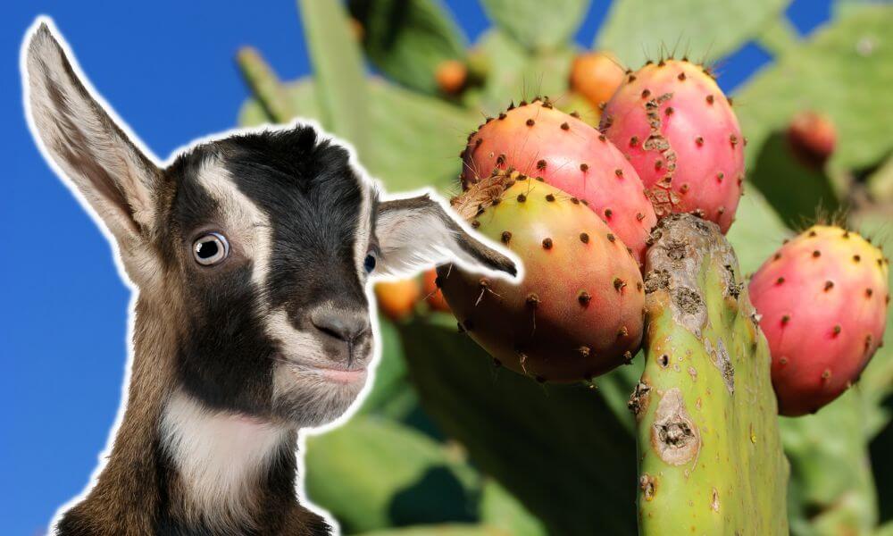 Can Goats Eat Prickly Pear?