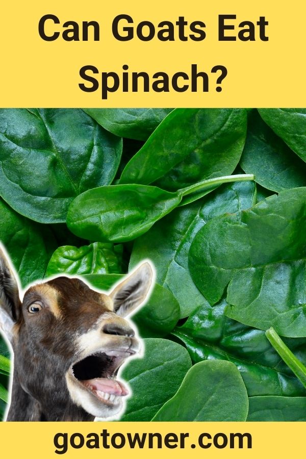 Can Goats Eat Spinach?