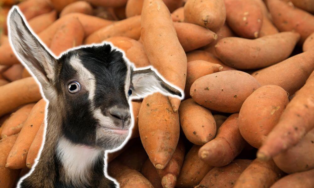 Can Goats Eat Sweet Potatoes?