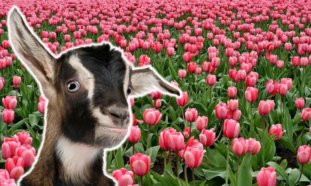 Can Goats Eat Tulips?