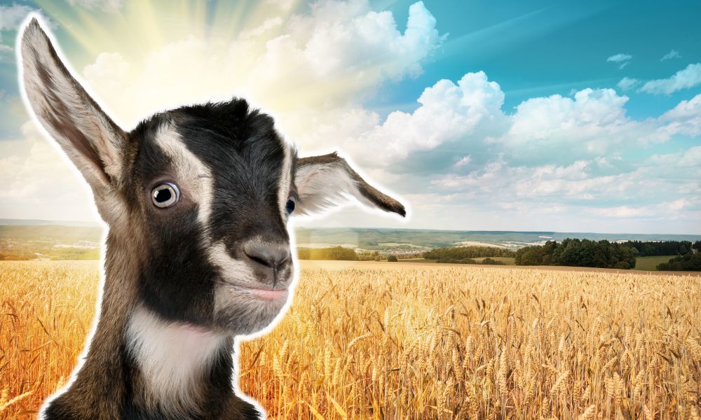 Can Goats Eat Wheat?