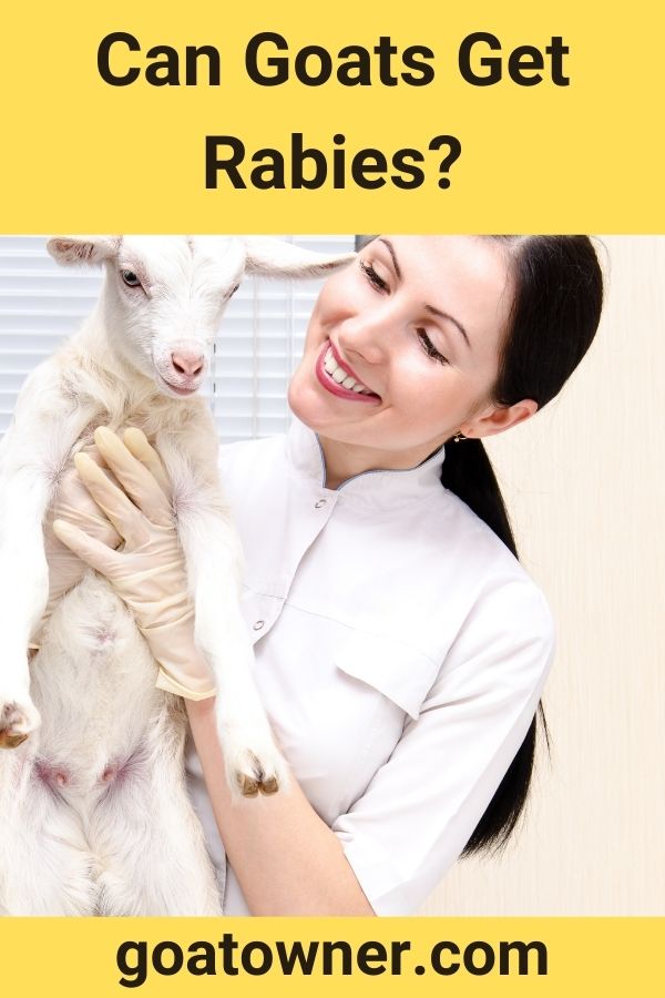 Can Goats Get Rabies?