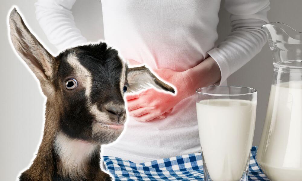 Can Goat’s Milk Cause Constipation