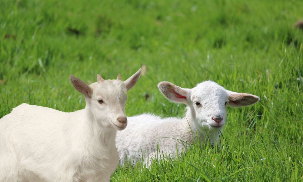 Differences Between Goats And Sheep