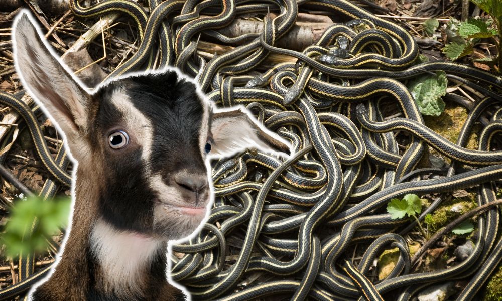 Do Goats Keep Snakes Away?