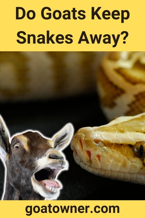 Do Goats Keep Snakes Away? (Find Out!) - Goat Owner