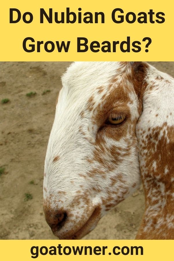 Do Nubian Goats Grow Beards?