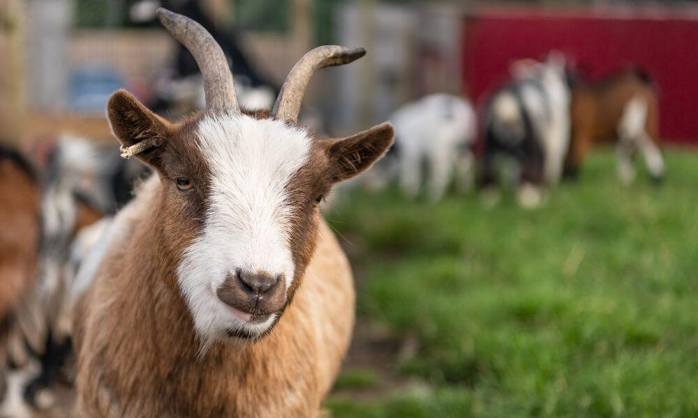 Do Pygmy Goats Produce Milk?