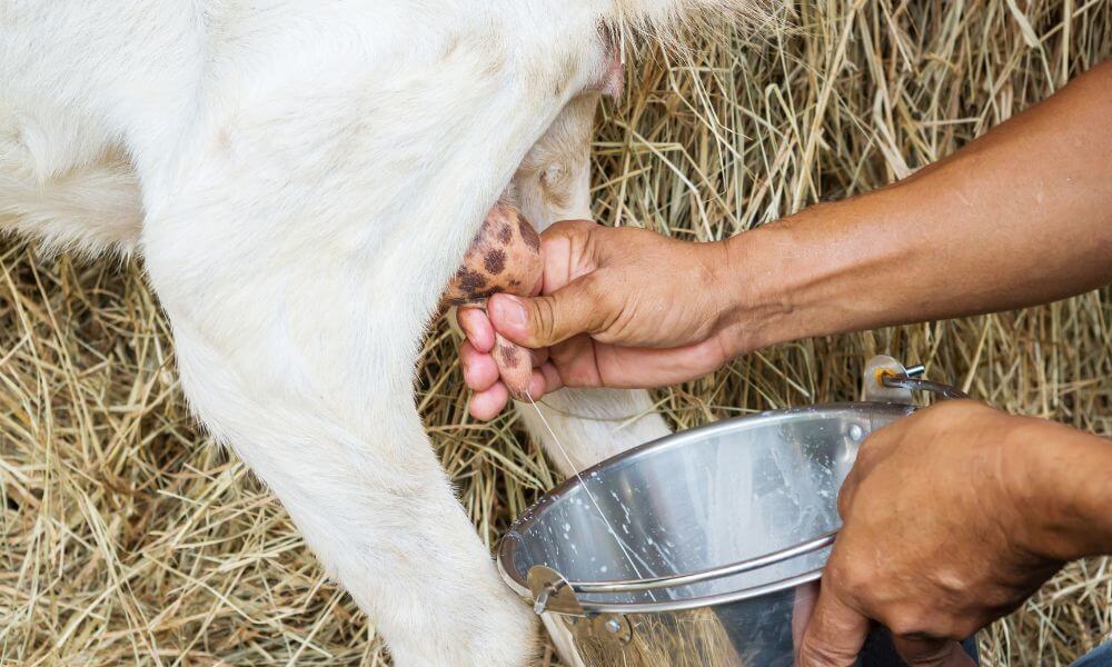 Does Goat Milk Contain Calcium?