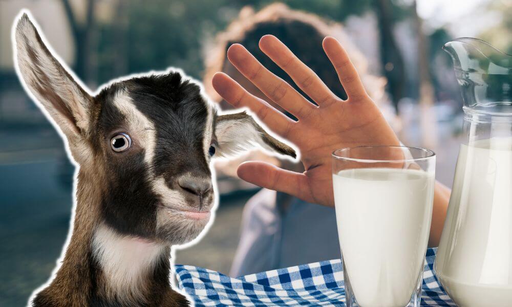 Does Goat Milk Contain Lactose?