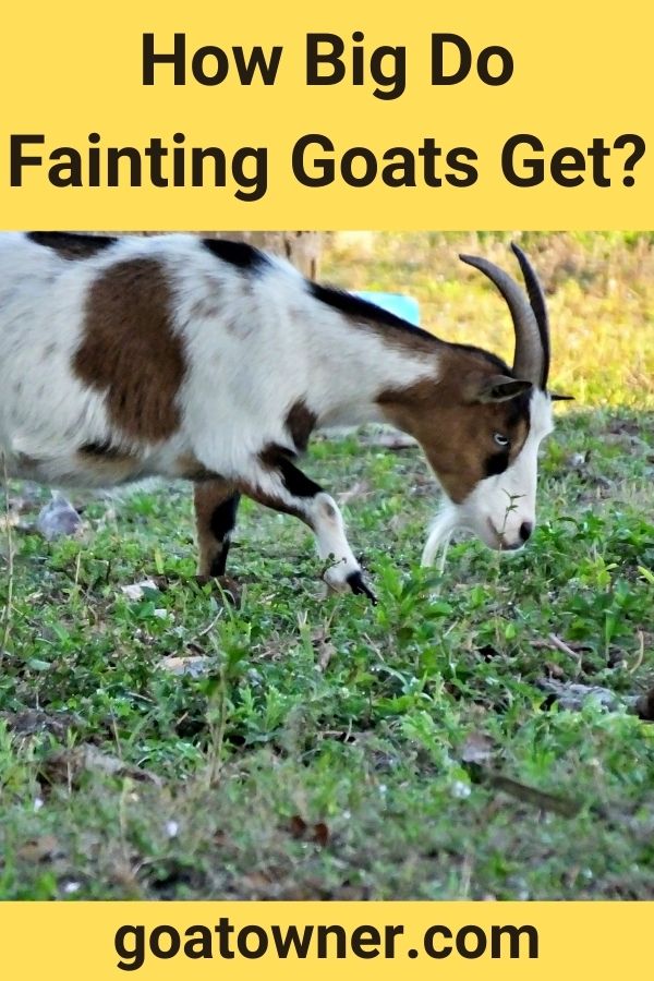 How Big Do Fainting Goats Get?