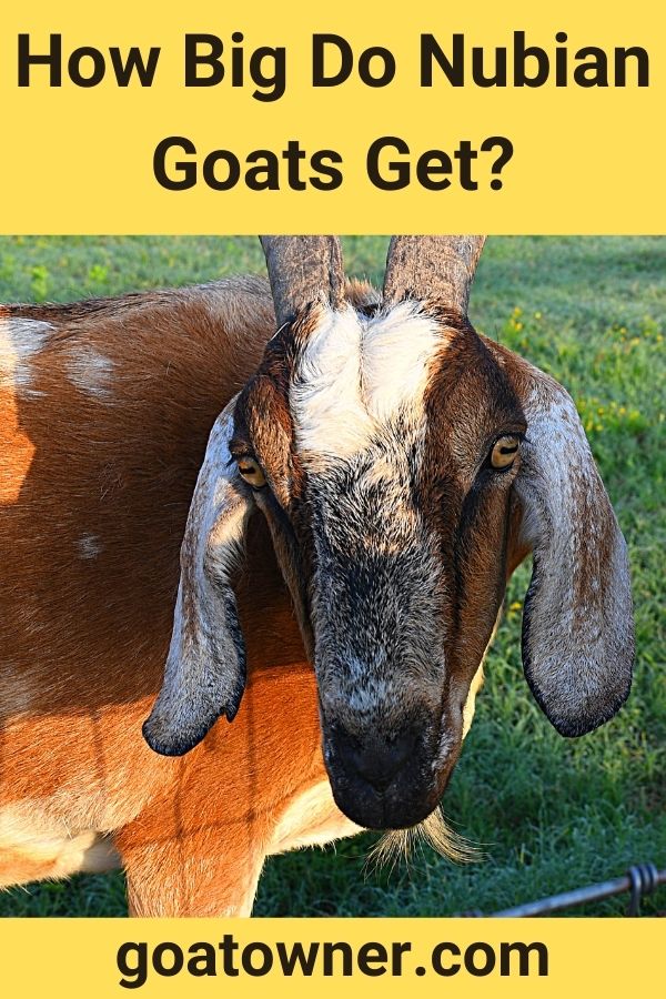 How Big Do Nubian Goats Get?