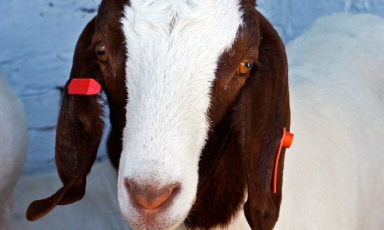 How Long Do Boer Goats Live? (Revealed!) - Goat Owner