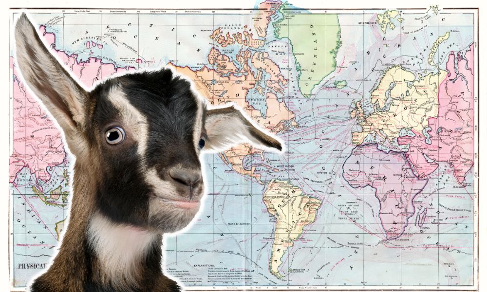 How Many Goats Are There In The World?