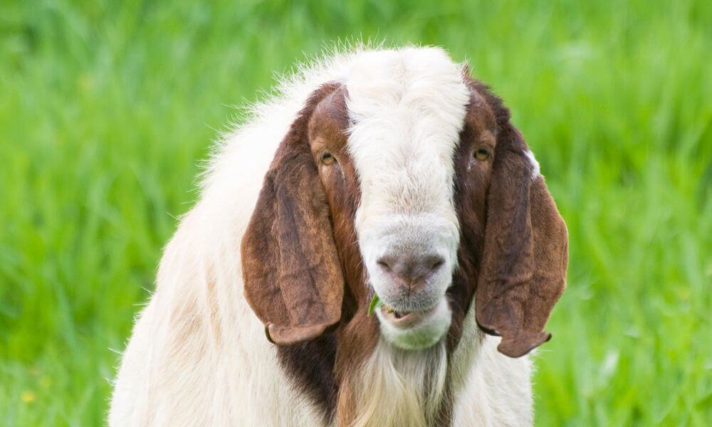 How Much Does A Boer Goat Cost?