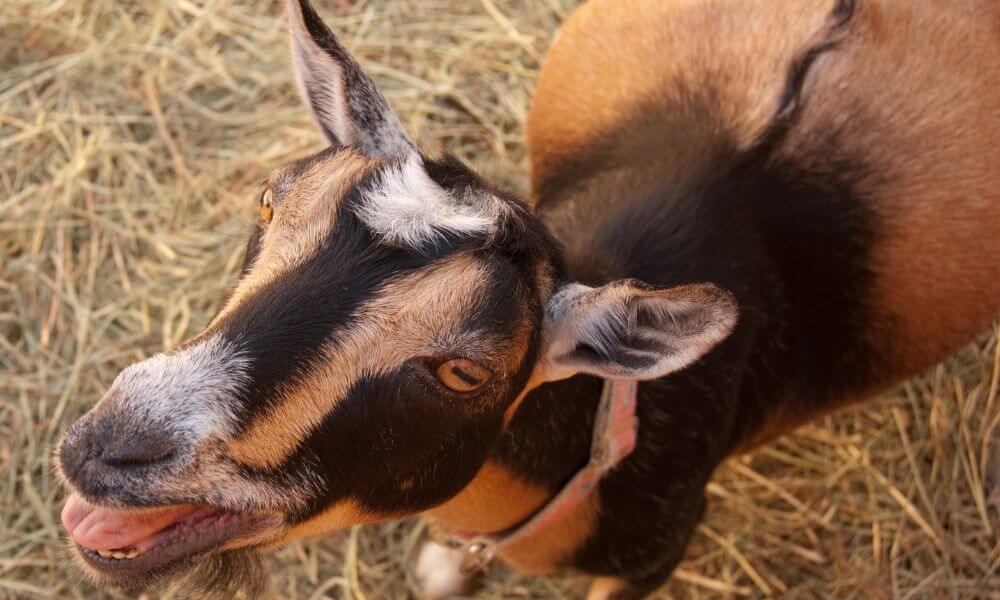 How Much Does A Nigerian Dwarf Goat Cost?