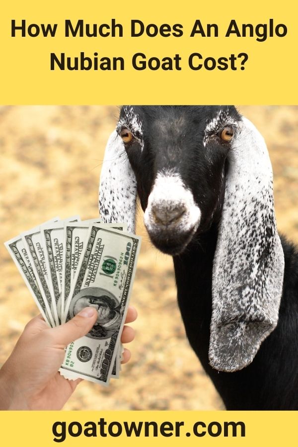 How Much Does An Anglo Nubian Goat Cost?