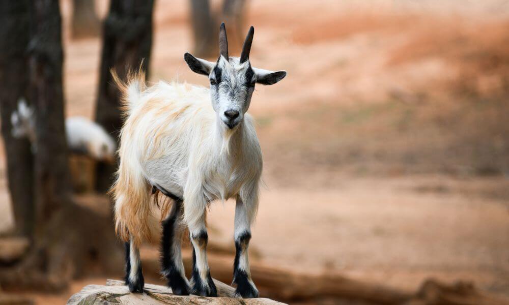 How Much Space Do Pygmy Goats Need?