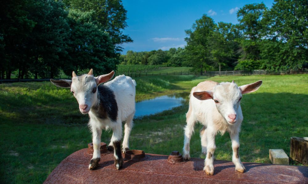 How Much Space Do Pygmy Goats Need Revealed Goat Owner