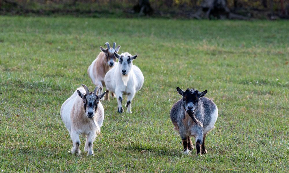 How Much Space Do Pygmy Goats Need Revealed Goat Owner