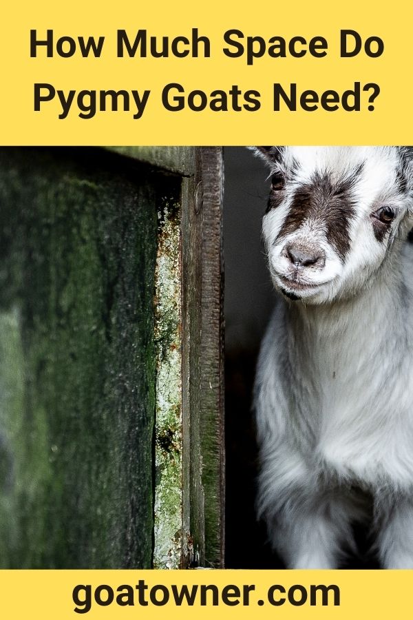 how-much-space-do-pygmy-goats-need-revealed-goat-owner