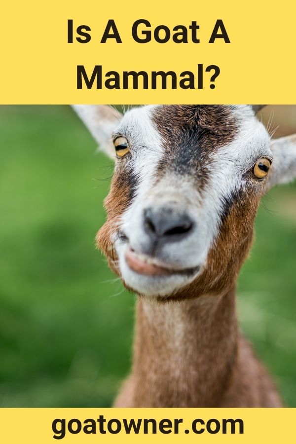 Is A Goat A Mammal?