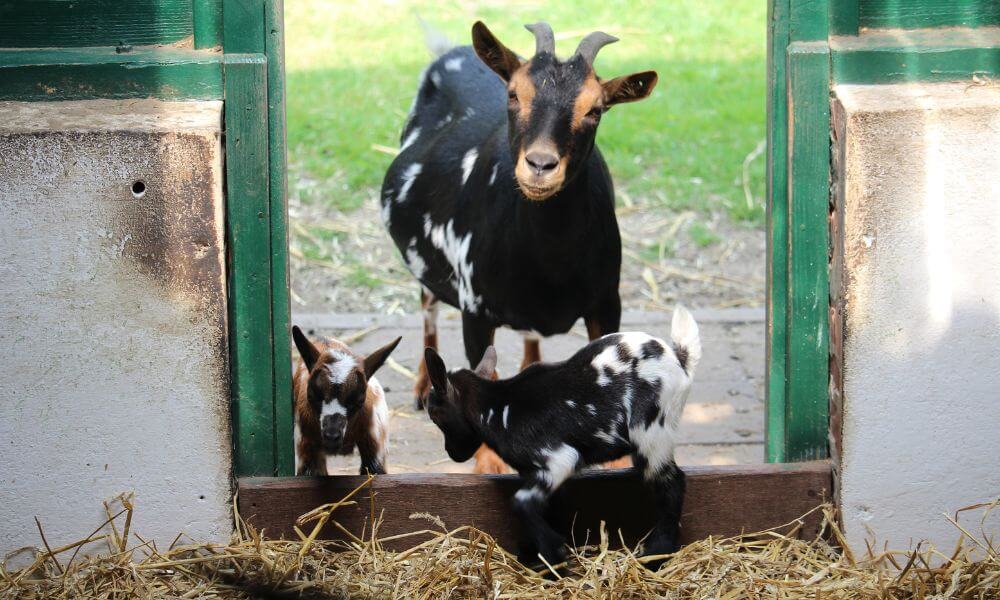 Should Goats Eat Their Placenta?