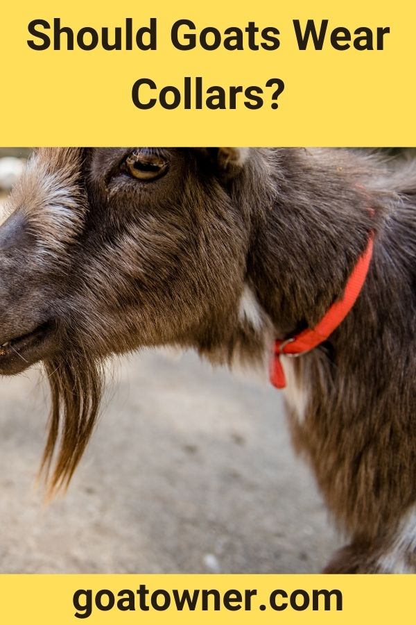Should Goats Wear Collars?