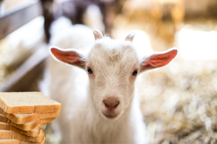 Can Goats Eat Bread? - Goat Owner