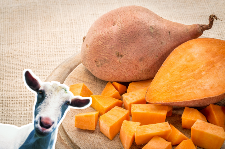 Vibrant Can Goats Eat Sweet Potatoes Picture in HD Vibrant Can Goats Eat Sweet Potatoes Picture in HD