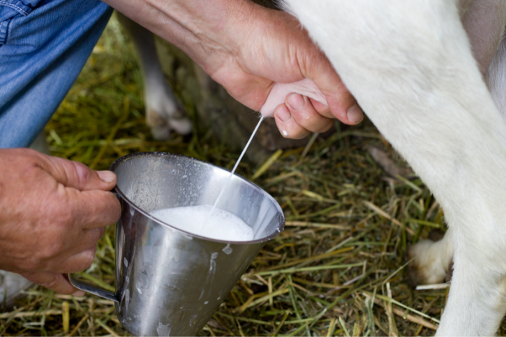 does-goat-milk-contain-casein-goat-owner