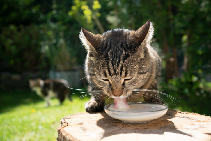 Can Cats Drink Goat Milk? - Goat Owner