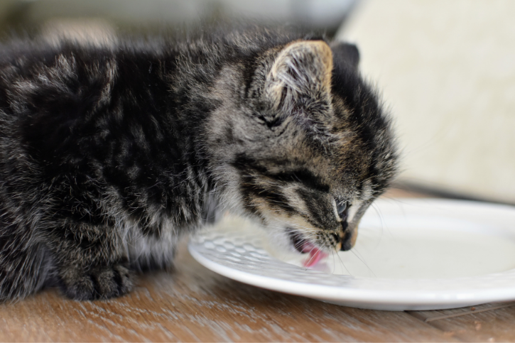 can-kittens-drink-goats-milk-goat-owner