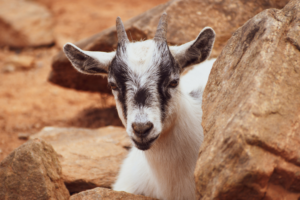 goats pygmy