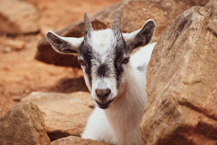 how-much-space-do-pygmy-goats-need-goat-owner