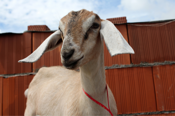 Do Nubian Goats Grow Beards Goat Owner