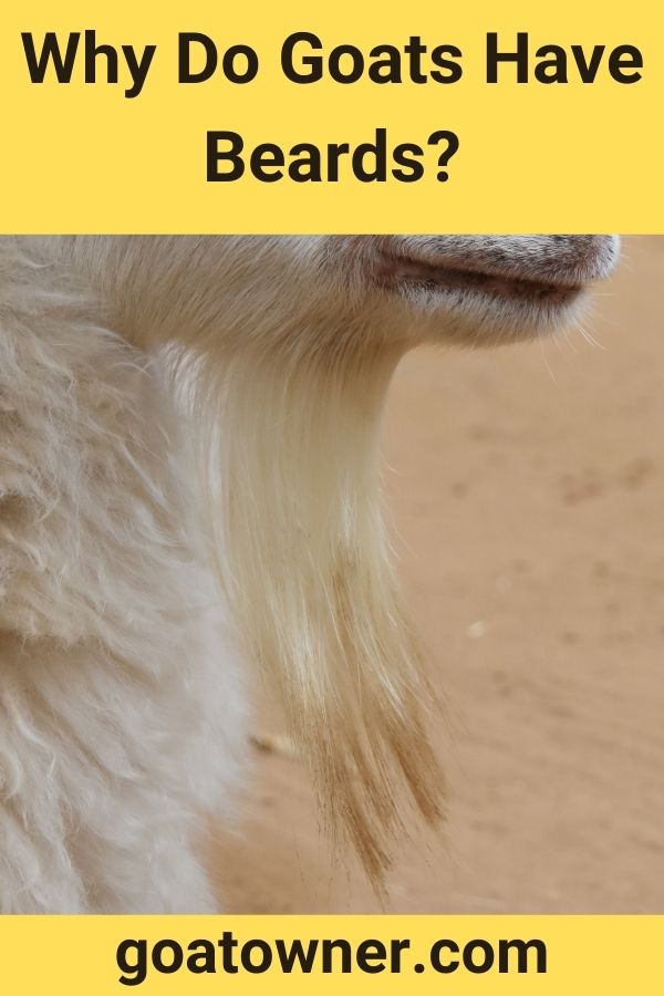 Why Do Goats Have Beards?