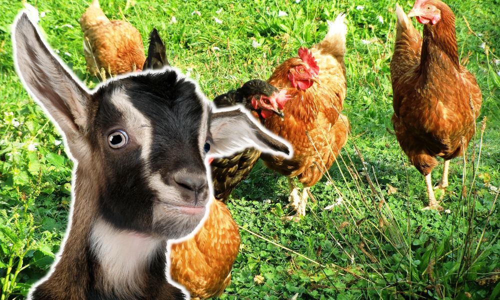 Will Goats Protect Chickens?