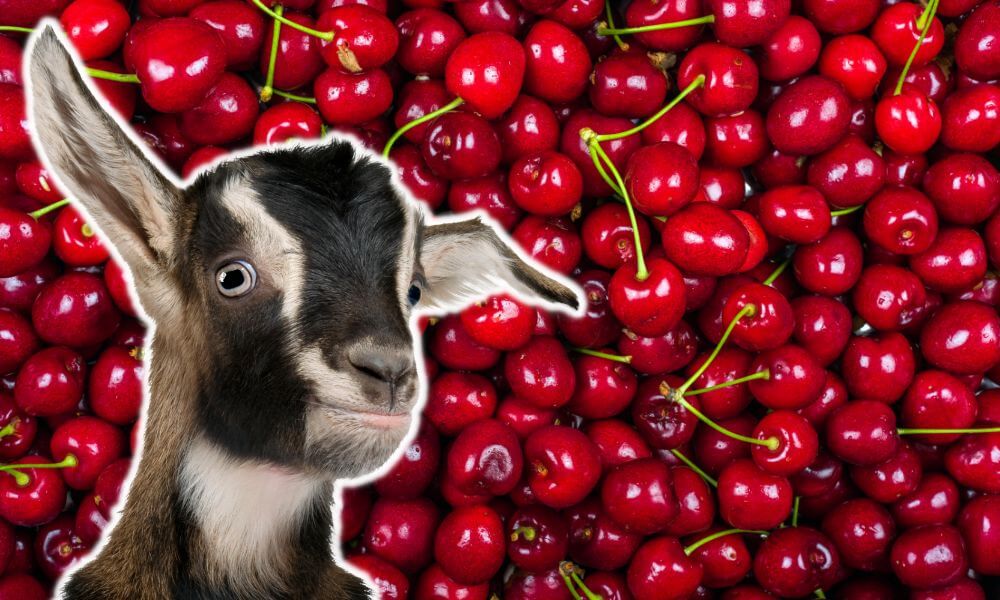 Can Goats Eat Cherries?
