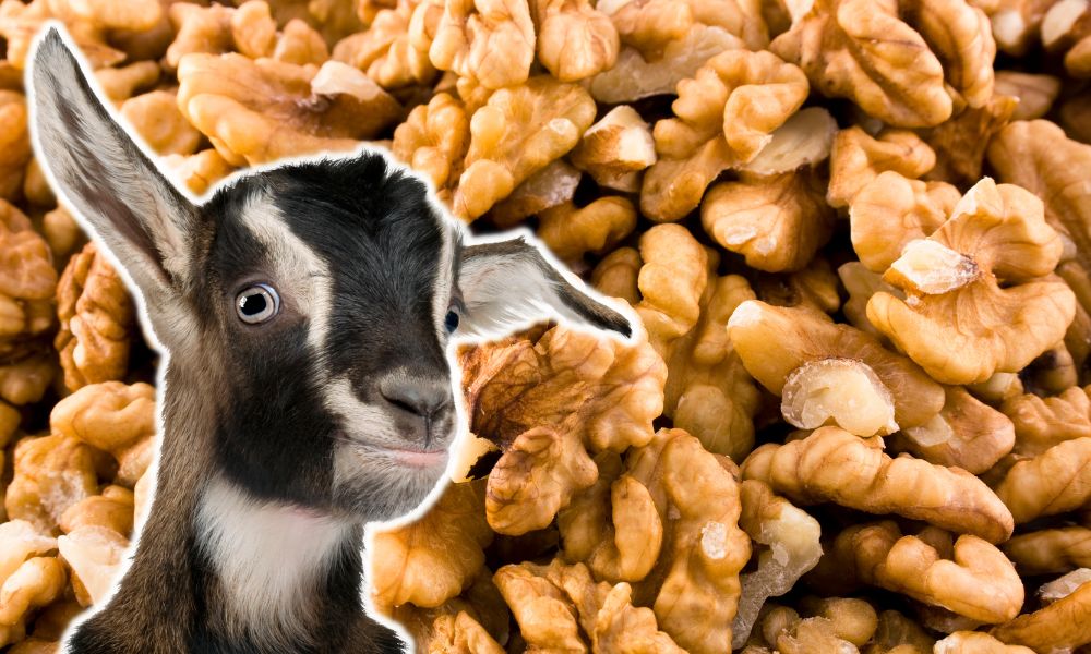 Can Goats Eat Walnuts?