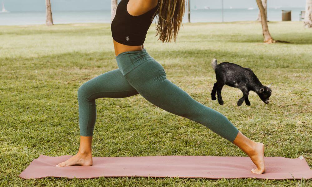 Is Goat Yoga A Real Thing?