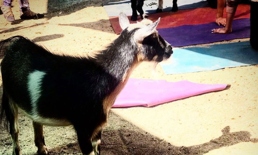 Where Did Goat Yoga Start?