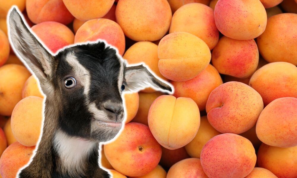 Can Goats Eat Apricots?
