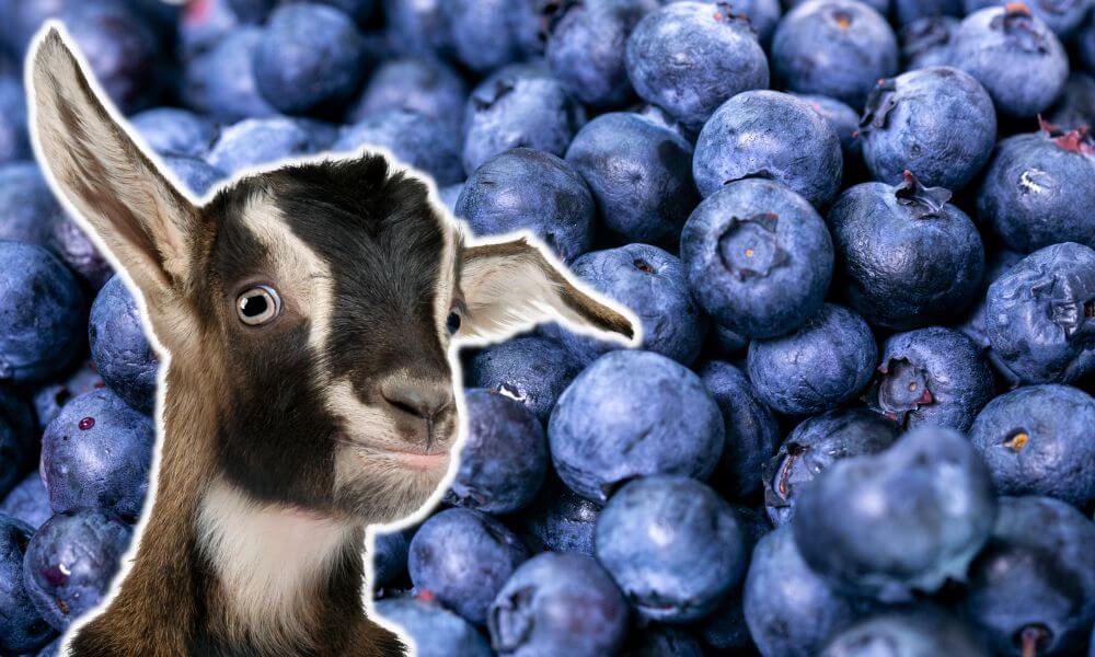 Can Goats Eat Blueberries?