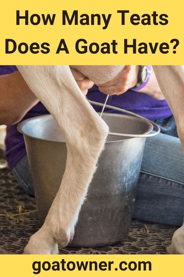 How Many Teats Does A Goat Have?