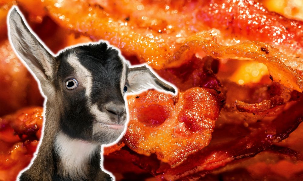 Can Goats Eat Bacon?