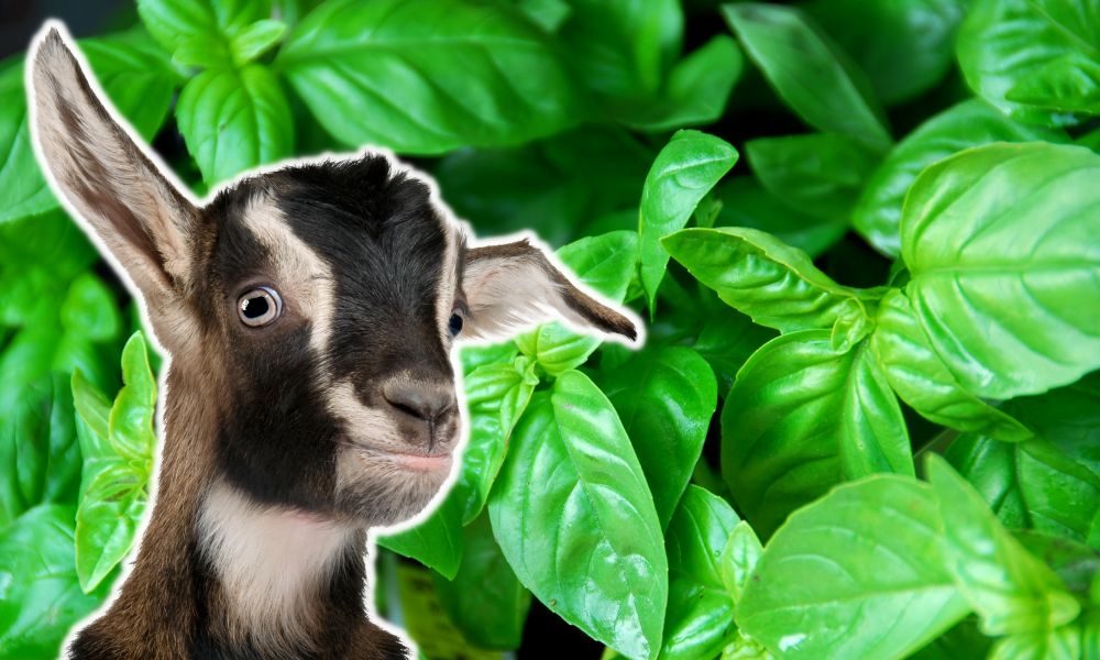 Can Goats Eat Basil?