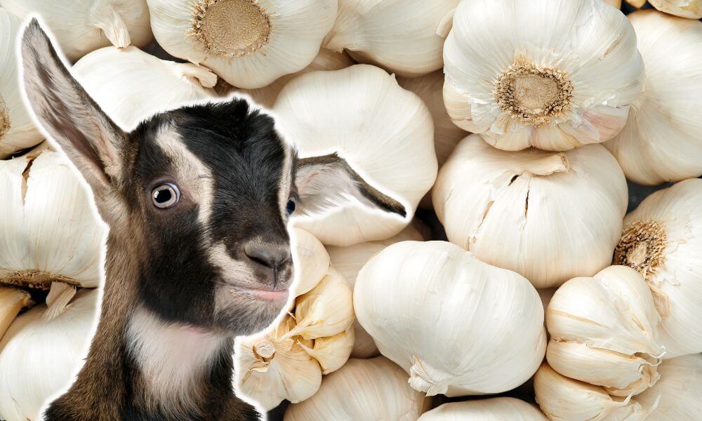 Can Goats Eat Garlic?