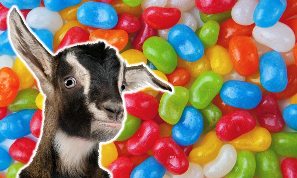 Can Goats Eat Jelly Beans?
