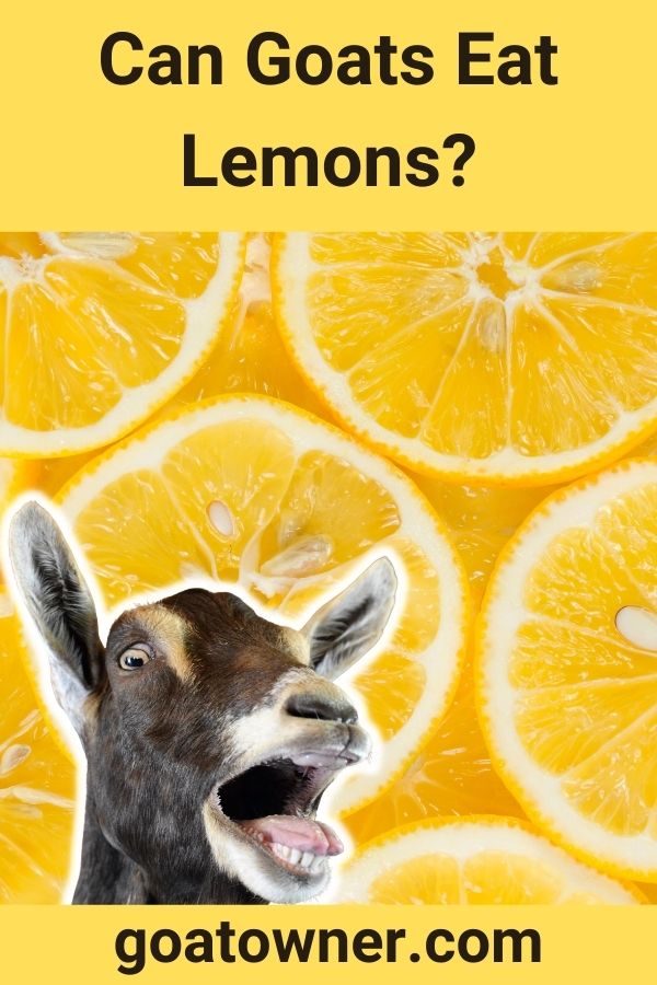 Can Goats Eat Lemons? (Are Lemons Safe For Goats?) - Goat Owner